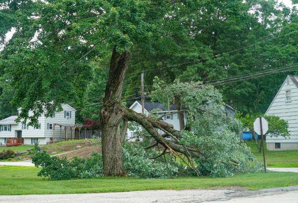 How Our Tree Care Process Works  in  Caribou, ME